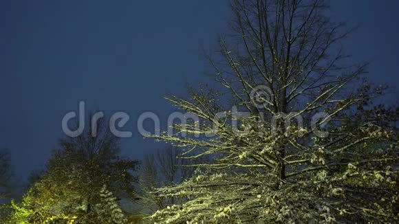 寒冷的冬天白雪覆盖着树木和树枝视频的预览图