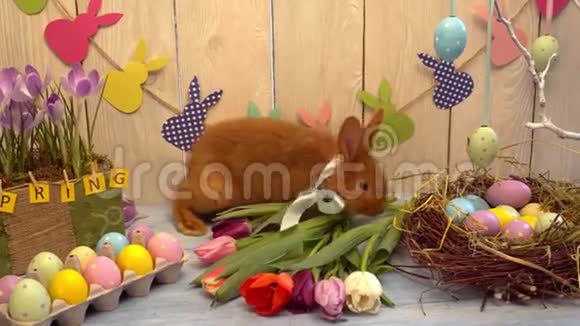 毛茸茸的兔子复活节庆祝传统的象征概念涂抹郁金香视频的预览图