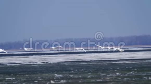 一群野白天鹅在春天阳光明媚的早晨飞过一个大湖视频的预览图