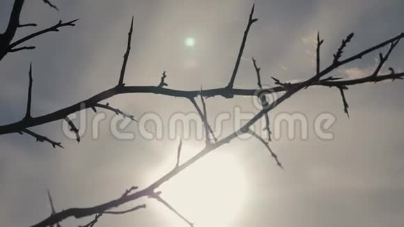 蓝色背景上的干树枝干燥的树枝带刺的刺和蜘蛛网对抗蓝天生活方式的阳光视频的预览图