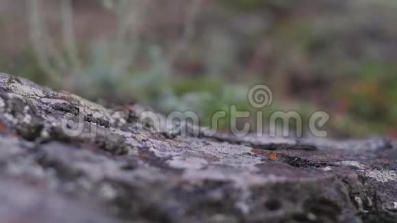 阳光下美丽的青苔青苔特写宏观苔藓生长在树上苔藓背景优美视频的预览图
