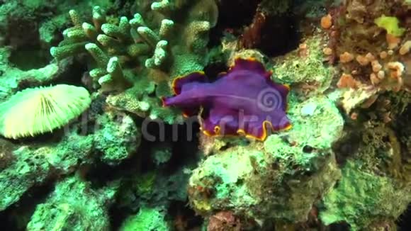 阿坡岛珊瑚中的锈斑扁虫伪毛虫视频的预览图