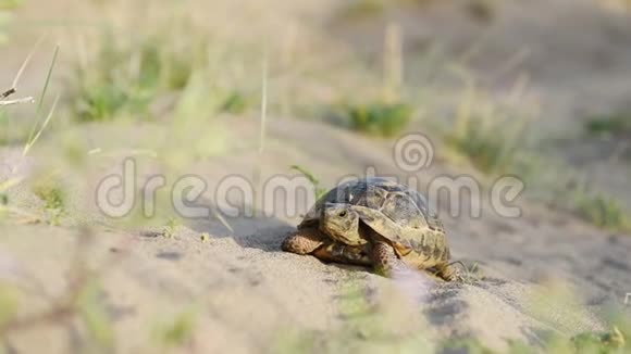 海龟带着保护壳在沙子里慢慢地移动视频的预览图