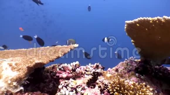 马尔代夫的硬珊瑚螨和令人惊叹的蝴蝶鱼视频的预览图