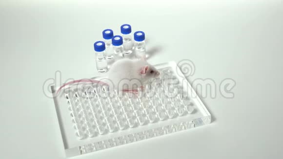 白色实验室老鼠白色背景有架子和小瓶视频的预览图