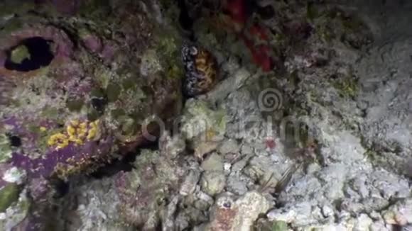 海螺瓷牛靠近海底白海视频的预览图