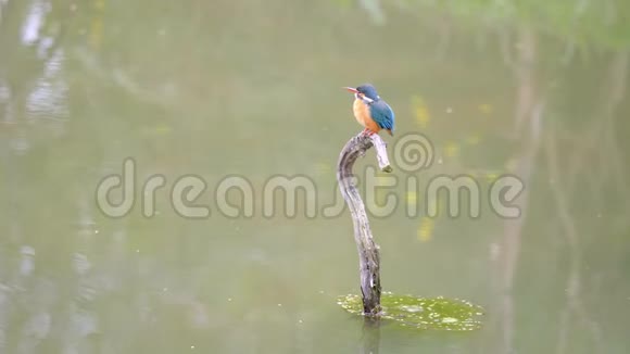 慢镜头电影的场景鸟翠鸟阿尔塞多站在池塘中央的树枝上警觉地环顾四周视频的预览图