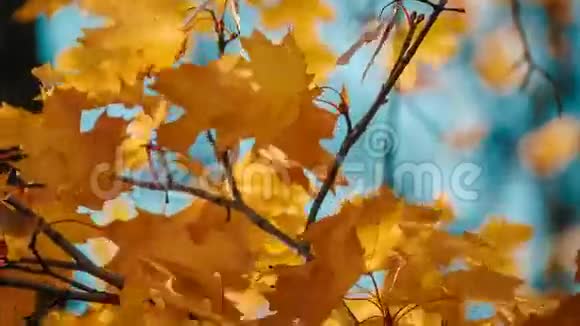 秋天的树在秋日视频的预览图