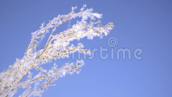 阳光明媚的冬日植物在明亮的蓝天上覆盖着雪视频的预览图