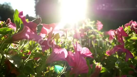日落的花朵留下太阳视频的预览图
