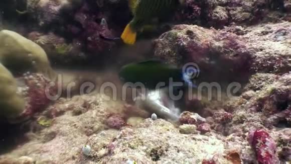 马鱼在马尔代夫水下吃鱼以寻找食物视频的预览图