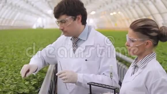 两名实验室技术人员利用植物叶片进行农业控股研究视频的预览图