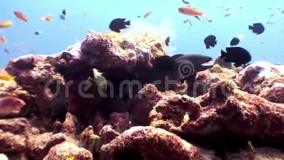 马尔代夫珊瑚礁海底的两条莫雷鳗视频的预览图