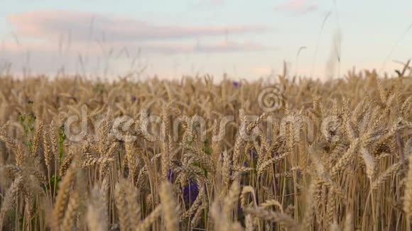 小麦在黄昏时期被浸染视频的预览图
