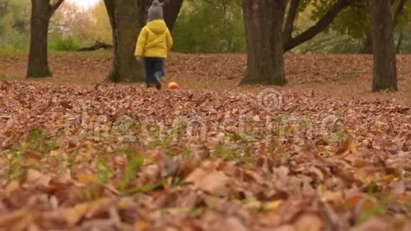 三岁的男孩穿着夹克和牛仔裤在秋天公园玩球视频的预览图