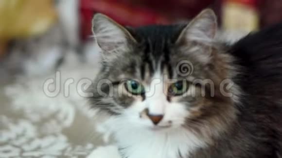 黑白猫的肖像剪辑美丽的黑白雄性猫有绿色的眼睛视频的预览图