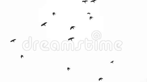 黑色乌鸦飞过头顶Chroma关键镜头白色背景视频的预览图