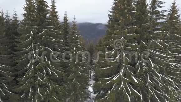 美丽的云杉林在喀尔巴阡山冬季视频的预览图