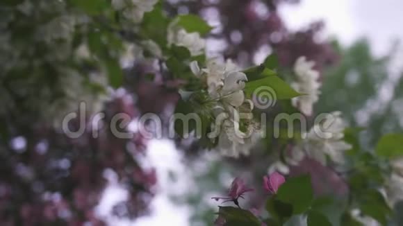 枝上美丽的粉白色花朵和绿叶的特写库存录像春季视频的预览图