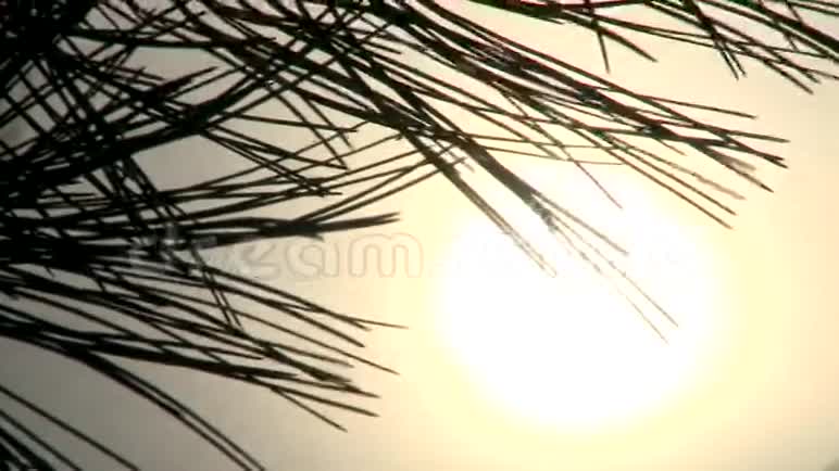 针叶树后面的日落视频的预览图