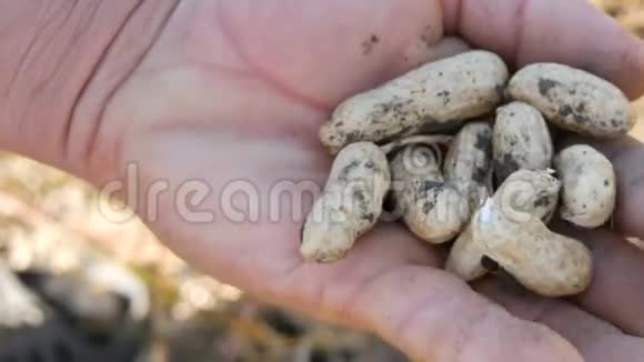 人类手里拿着新鲜消化的花生果实成熟花生近距离观看视频的预览图