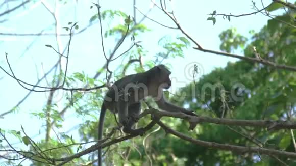 猴子从一棵树跳到另一棵树慢动作视频的预览图