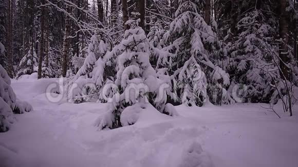 冬天的雪林俄罗斯森林中的大雪纷飞霜冻和雪天视频的预览图