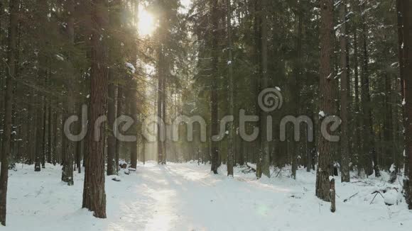 小女孩在冬天的森林里玩捉迷藏视频的预览图
