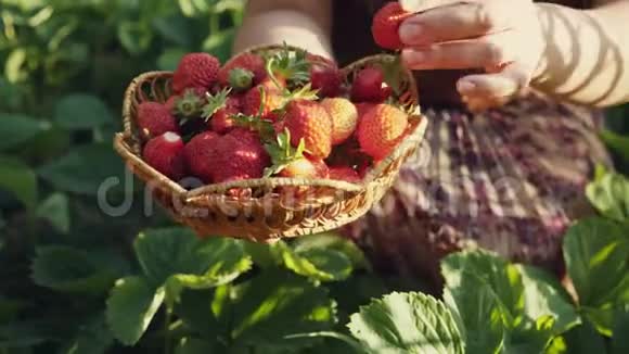 女人的手在摘草莓视频的预览图