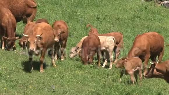 在法国阿尔卑斯山法国奥尔农上校的奶牛群视频的预览图