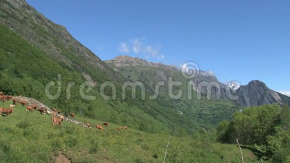 法国阿尔卑斯山群牛景观奥尔农上校背景是山脉视频的预览图