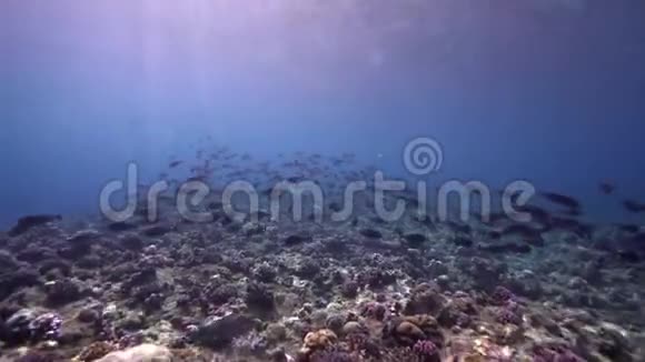 水下阳光下的Biautiful珊瑚和红海中的黑科医生视频的预览图