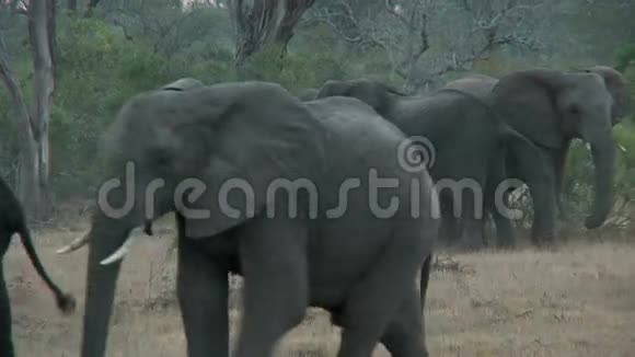 一群大象放大了视频的预览图