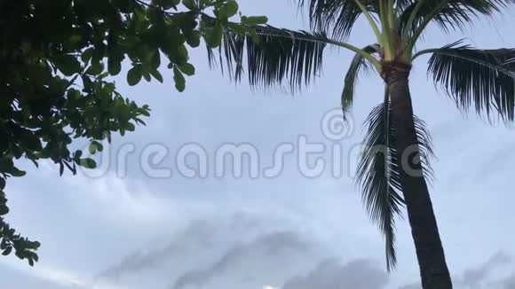 巴厘岛花园中的佛兰吉帕尼树和棕榈树印度尼西亚巴厘热带岛屿视频的预览图