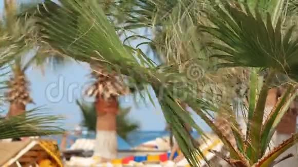 人们在棕榈树叶子下的阳光沙滩上休息视频的预览图