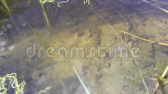 池塘湖底的藻类视频的预览图