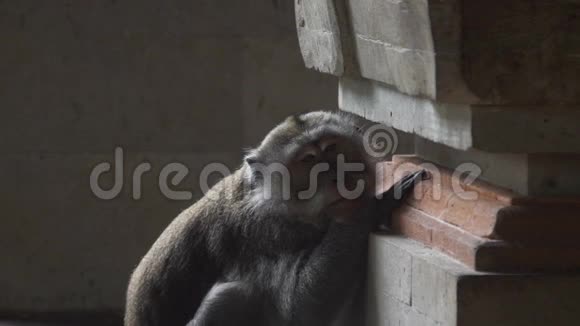 猴子在猴林里无聊而悲伤视频的预览图