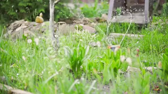 猫怕水在花园里跳夏天视频的预览图