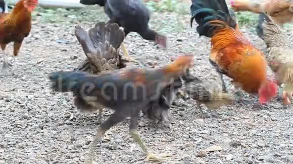 小鸡吃米饭视频的预览图
