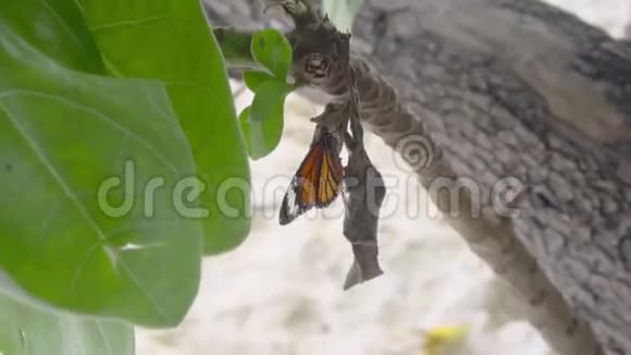 君蝶吃视频的预览图