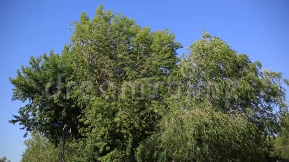 在阳光明媚的一天里一棵带着绿叶的树的枝条随风摇曳在蓝天上环境视频的预览图