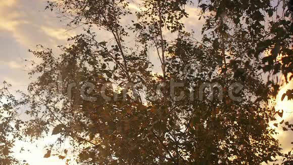 秋日日落时的桦树特写阳光明媚的夜晚以电影的风格视频的预览图