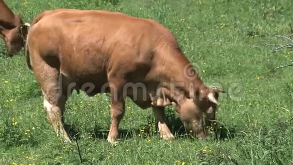 法国阿尔卑斯山的牛食草视频的预览图
