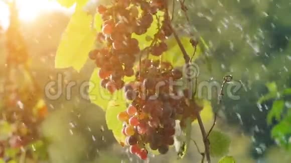 水滴在葡萄叶和红葡萄上视频的预览图