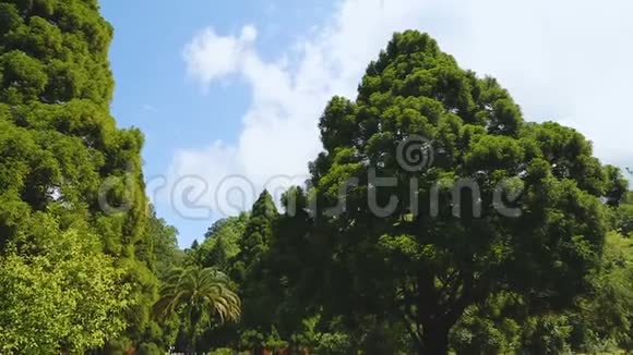 巴统植物园高树绿色地标生态旅游视频的预览图
