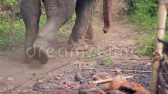 巨大的大象腿视频的预览图