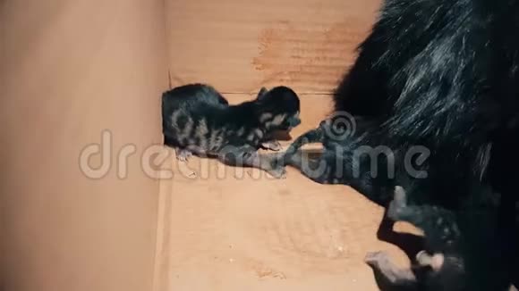 新出生的小猫在寻找它的母亲喂养视频的预览图