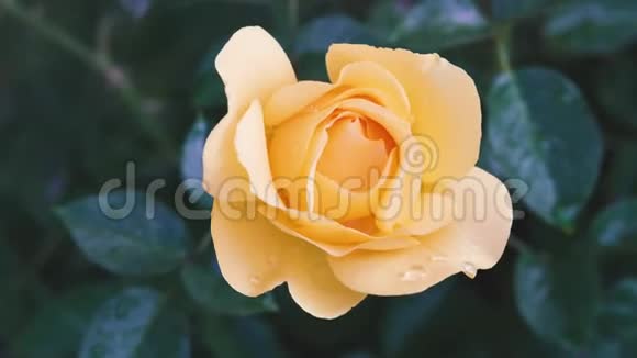 玫瑰美丽的黄色玫瑰花园里有水滴柔和的绿色背景视频的预览图