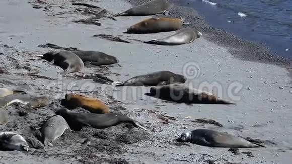 一群海豹躺在阳光下的海滩上视频的预览图