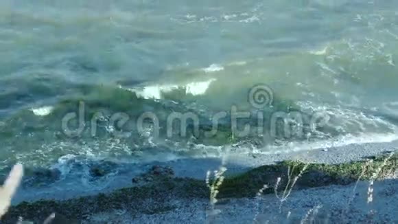 海岸上的海藻视频的预览图
